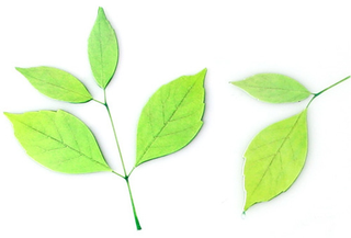 Illustration for article titled Adorable Bookmarks That Make Like a Leaf